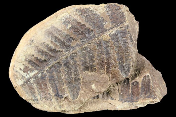 Pecopteris Fern Fossil - Mazon Creek #86343